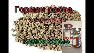 Гормон роста и анаболики в комбикорме.