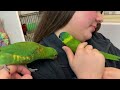 edwards’ marigold lorikeet u0026 scaly breasted lorikeet victorian bird co