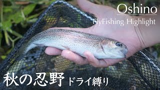 Oshino in autumn w/ dry fly fishing 2023.9.18