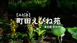 【エビネ】町田えびね苑