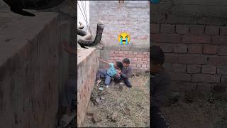 এরা দুই বন্ধু সাপের মুখে পরে একি অবস্থা হ.....😭🙏😱 #snake #attack #help #shorts