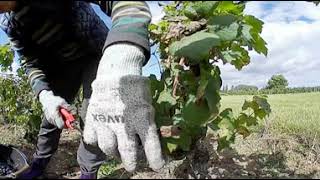 Pleine vue sur ... les vendanges dans la Côte de Nuits