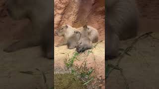 【八木山動物園】赤ちゃんカピバラ