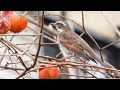 柿を食べるツグミ