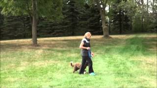 Louie (Australian Labradoodle) Boot Camp Dog Training Video