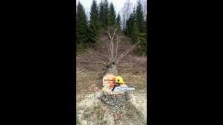 Cutting down a large birch!