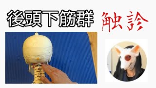 【触診技術】後頭下筋群　新人PT・OT　学生