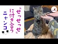 飼い主の「せっせっせ」に付き合ってあげるニャンコさん｜PECO