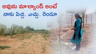 అవును మా'ల్యాండ్ అంటే;నాకు పిచ్చి,ఎచ్చు రెండూ😀 #youtube #farmland #farming #subscribemychannel