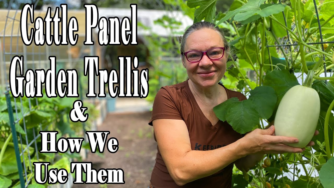 Cattle Panel Garden Trellis Youtube Cattle Panel Garden Trellis Youtube