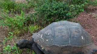 Extinct species of Galapagos giant tortoise may be resurrected