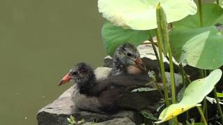 1030531植物園紅冠水雞幼鳥1