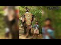 brothers of mangalamkunn karnan part 1 mangalamkunnu elephants karnan