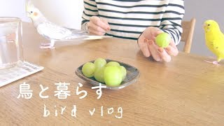 オカメとセキセイの日常 耳元でおしゃべり マスカット 黄昏 Cockatiel Budgie vlog