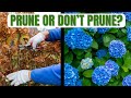 Hydrangea Pruning Mistakes || No Blooms If You Don't Follow This Rule