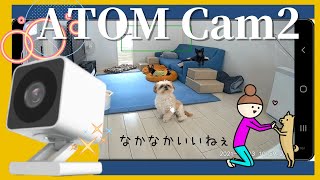 【犬お留守番カメラ】ATOM Cam2使ってみた！安いのにビックリ！～多頭飼い～チワワ・シーズー・ミニチュアピンシャー・トイプードル