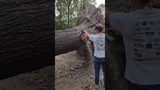 Still 311  cutting a big pin oak