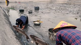 Thu hoạch cá tôm cho bác mang ra chợ bán - Cuộc sống nông thôn Việt Nam