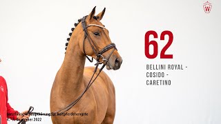 Westfälische Hauptkörung 2022 Reitpferde: Kat.Nr. 62 Bellini Royal  -  Cosido  -  Caretino