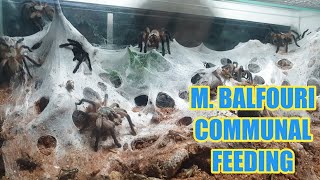 M. Balfouri Communal Feeding + Feeding Some Blue Tarantulas