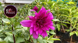 4K Video | Stunning Magenta Colour Dahlia Flower - 4K Free Stock Footage