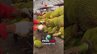 How jackfruit is transported from one country to another🌟🌳. Part #01 🌍 #shorts #short #unique