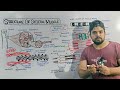 Structure of Skeletal Muscle: Detailed lecture on Skeletal Muscle