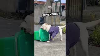 This dog always surprises his owner with his treasure hunting 🐾🥰 #shorts
