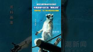 游客在南京一動物園看到環尾狐猴午后打坐“擁抱太陽”，動物專家：為了取暖，和太陽光充分接觸