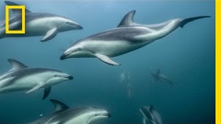 Amazing Photos - Exploring a Dolphin’s World | Exposure