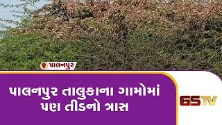 Palanpur તાલુકાના ગામોમાં પણ તીડનો ત્રાસ | Gstv Gujarati News