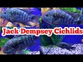 The Jack Dempsey Cichlid Care Guide!