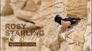 The rosy starling: Cavalry against Xinjiang's locusts