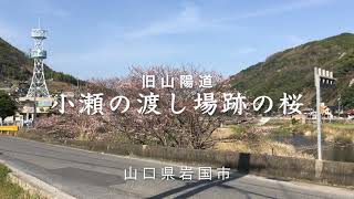 旧山陽道（西国街道）【 旧跡 】小瀬の渡し場跡の桜