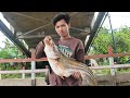 IKAN ENDEMIK ASLI KALIMANTAN DAN SUMATRA,PLUS TIDUR DI ATAS SAMPAN. #ikantapah #MONSTERSFIS