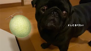 メロンを監視する黒パグ!!A black pug watching melons!!