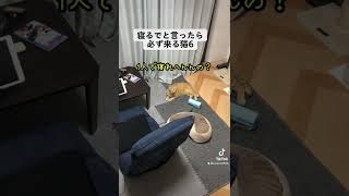 寝るでと言ったら必ず来る猫パート6#保護猫 #茶トラ #可愛い猫