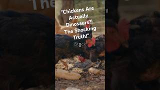 Chickens Are Actually Dinosaurs?! The Shocking Truth! #chicken #facts #dinosaur #wildanimalfacts