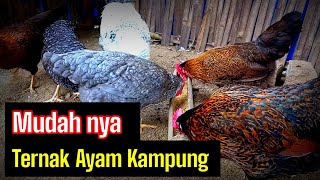 4 Kemudahan Dalam Ternak Ayam Kampung #001 #kreatif tv
