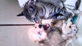 犬と猫の仲良しキス Good friend Kiss of dogs and cats