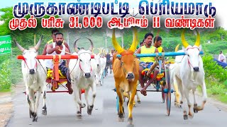 புதுக்கோட்டை (மா) முருகாண்டிபட்டி பெரியமாடு-21.08.2023