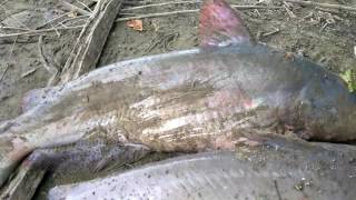 Maceman Fishing Show PT 92