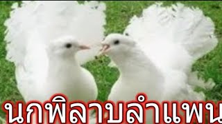 นกพิลาบลำแพน