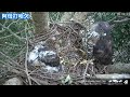 20210712 黃n2阿母 你累了嗎 大安森林公園鳳頭蒼鷹育雛直播