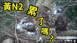 20210712 黃N2阿母 你累了嗎??  - 大安森林公園鳳頭蒼鷹育雛直播