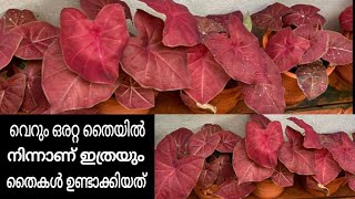 സുന്ദരമായ ഈ ചുവന്ന ഇലയുള്ള Caladium plant ആർക്കും  പെട്ടന്ന് ഉണ്ടാക്കാവുന്നതേ ഒള്ളൂ || Red caladium