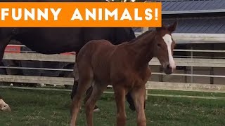 Funniest Pets of the Week Compilation November 2017 | Funny Pet Videos