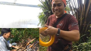 menajur dan terus BBQ hasil tajur bersama aki atoi, enak makan di hutan.