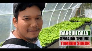 [SEMAIAN TERUNG 1#] Bancuh baja semaian terung 15hss