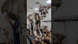 ആനയുടെ അസ്ഥികൂടം..elephant Skelton at History museum Trivandrum #indrithmedia #shots #skeleton